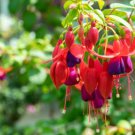 Fuchsia Seeds Orange Flowers with Dark Red Centre Flowers 10 PCS Seeds