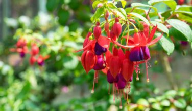 Fuchsia Seeds Orange Flowers with Dark Red Centre Flowers 10 PCS Seeds