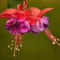 Fuchsia Seeds Orange Flowers with Dark Red Centre Flowers 10 PCS Seeds