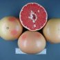 Fu'jian Big Sweet Red Grapefruit Hybrid 12 PCS Seeds