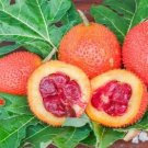 Gac Fruit Seeds Momordica Cochinchinensis 10 PCS Seeds