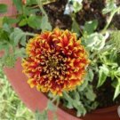 Gaillardia Pulchella Sundance Seeds Beautiful Blanket Flower 30 PCS Seeds Gaillardia Pulchella Sundance Seeds Beautiful Blanket Flower 30 PCS Seeds