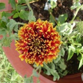 Gaillardia Pulchella Sundance Seeds Beautiful Blanket Flower 30 PCS Seeds