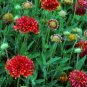 Gaillardia Pulchella Sundance Seeds Beautiful Blanket Flower 30 PCS Seeds
