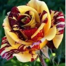 Gannan Yellow Red Rose Shrub Flower 20 PCS Seeds