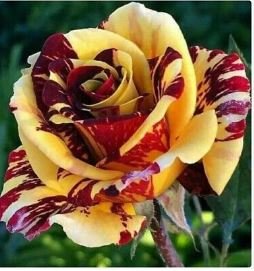 Gannan Yellow Red Rose Shrub Flower 20 PCS Seeds