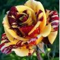 Gannan Yellow Red Rose Shrub Flower 20 PCS Seeds
