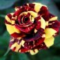 Gannan Yellow Red Rose Shrub Flower 20 PCS Seeds