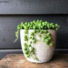 Gardem Beads Senecio Rowleyanus Bonsai Pearl Chlorophytum Succulent Plants 100 PCS Seeds