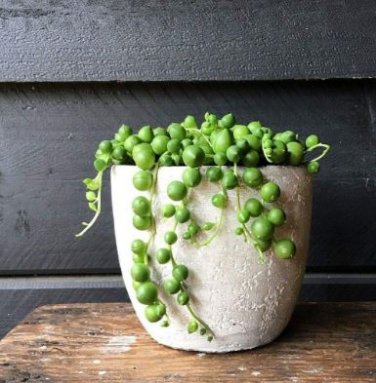 Gardem Beads Senecio Rowleyanus Bonsai Pearl Chlorophytum Succulent Plants 100 PCS Seeds