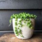Gardem Beads Senecio Rowleyanus Bonsai Pearl Chlorophytum Succulent Plants 100 PCS Seeds