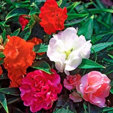 Garden Balsam Red Impatiens Perennial Flower 20 PCS Seeds