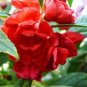Garden Balsam Red Impatiens Perennial Flower 20 PCS Seeds