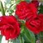 Garden Balsam Red Impatiens Perennial Flower 20 PCS Seeds