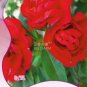 Garden Balsam Red Impatiens Perennial Flower 20 PCS Seeds