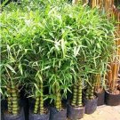 Garden Bambusa Ventricosa Bamboo 50 PCS Seeds