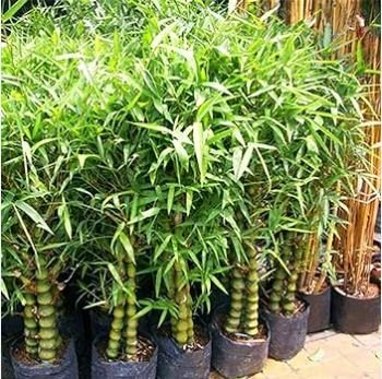 Garden Bambusa Ventricosa Bamboo 50 PCS Seeds