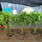 Garden Bambusa Ventricosa Bamboo 50 PCS Seeds