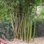 Garden Bambusa Ventricosa Bamboo 50 PCS Seeds