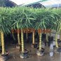 Garden Bambusa Ventricosa Bamboo 50 PCS Seeds