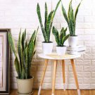 Garden Bonsai Sansevieria 400 PCS Seeds Garden Bonsai Sansevieria 400 PCS Seeds