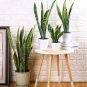 Garden Bonsai Sansevieria 400 PCS Seeds