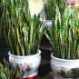 Garden Bonsai Sansevieria 400 PCS Seeds