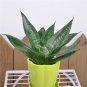 Garden Bonsai Sansevieria 400 PCS Seeds