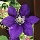 Garden Climbing Clematis Hybridas Flower Plants Vines Bonsai 50 PCS Seeds