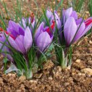 Garden Courtyard Evergreen Shrub Plants Crocus Sativus 100 PCS Seeds