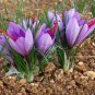 Garden Courtyard Evergreen Shrub Plants Crocus Sativus 100 PCS Seeds