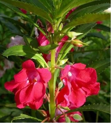 Garden Dwarf Balsam Pretty Double Impatiens Flower 100 PCS Seeds