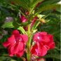 Garden Dwarf Balsam Pretty Double Impatiens Flower 100 PCS Seeds