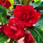 Garden Dwarf Balsam Pretty Double Impatiens Flower 100 PCS Seeds