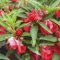 Garden Dwarf Balsam Pretty Double Impatiens Flower 100 PCS Seeds