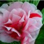 Garden Dwarf Balsam Pretty Double Impatiens Flower 100 PCS Seeds
