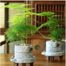 Garden Edible Fern Bonsai Rare Creeper Vines Grass Mixed Foliage Plants 100 PCS Seeds Garden Edible Fern Bonsai Rare Creeper Vines Grass Mixed Foliage Plants 100 PCS Seeds