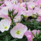 Garden Evening Primrose Seeds Mixed Yellow Pink Flowers 100 PCS Seeds Garden Evening Primrose Seeds Mixed Yellow Pink Flowers 100 PCS Seeds