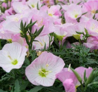 Garden Evening Primrose Seeds Mixed Yellow Pink Flowers 100 PCS Seeds