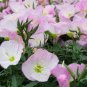 Garden Evening Primrose Seeds Mixed Yellow Pink Flowers 100 PCS Seeds
