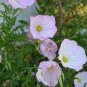 Garden Evening Primrose Seeds Mixed Yellow Pink Flowers 100 PCS Seeds