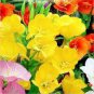 Garden Evening Primrose Seeds Mixed Yellow Pink Flowers 100 PCS Seeds