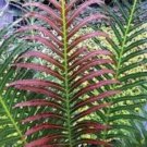 Garden Fern Seeds Rare Creeper Vines Grass Dark Green Pink Leaves 100 PCS Seeds Garden Fern Seeds Rare Creeper Vines Grass Dark Green Pink Leaves 100 PCS Seeds