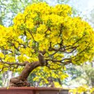 Garden Flower Bonsai Kerria Japonica Sophora Japonica Flowering Tree Bonsai Flowers 50 PCS Seeds Garden Flower Bonsai Kerria Japonica Sophora Japonica Flowering Tree Bonsai Flowers 50 PCS Seeds