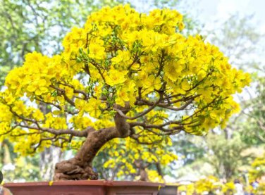 Garden Flower Bonsai Kerria Japonica Sophora Japonica Flowering Tree Bonsai Flowers 50 PCS Seeds