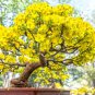 Garden Flower Bonsai Kerria Japonica Sophora Japonica Flowering Tree Bonsai Flowers 50 PCS Seeds