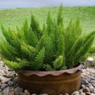 Garden Foxtail Fern 100 PCS Seeds