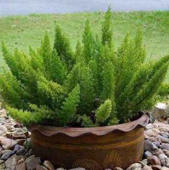 Garden Foxtail Fern 100 PCS Seeds