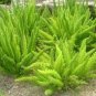 Garden Foxtail Fern 100 PCS Seeds