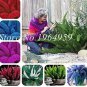 Garden Foxtail Fern 100 PCS Seeds